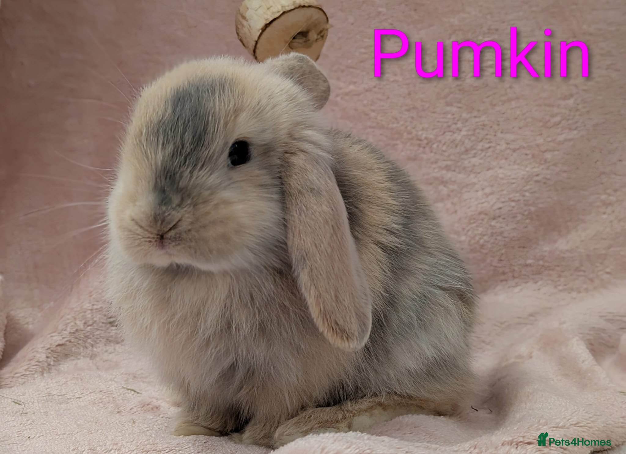 Mini Lop rabbits Beautiful Bunnies.  - Advert 1