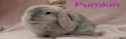 Mini Lop rabbits for sale: Beautiful family of bunnies.  - Advert 1