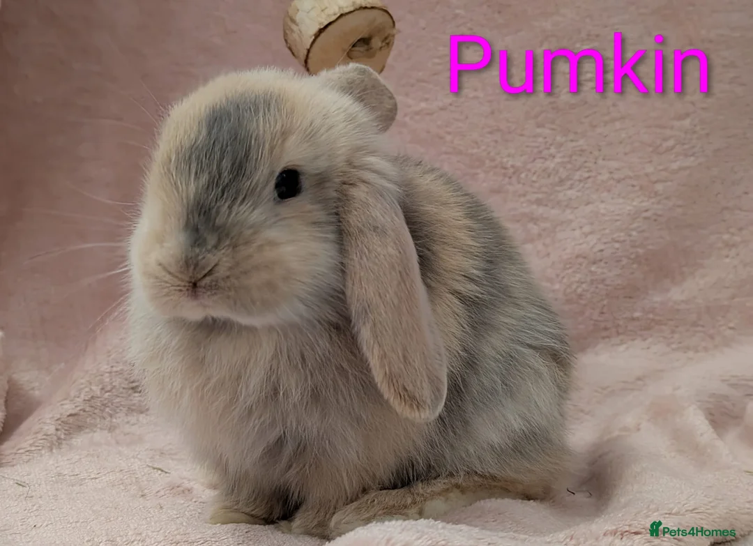 Mini Lop rabbits for sale: Beautiful family of bunnies.  - Advert 1