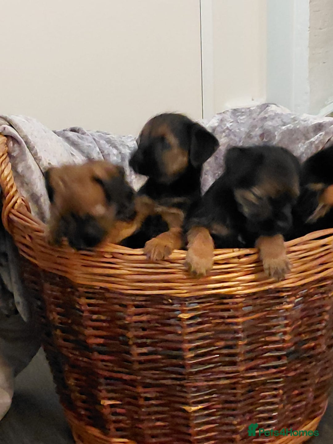 Border Terrier dogs for sale: 4 beauty looking for forever homes - Advert 7