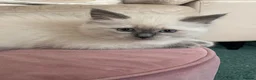Ragdoll cats for sale: Ragdoll Kittens GCCF lilac and Blue beautiful  - Advert 4