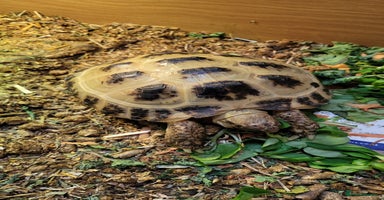 Tortoise reptiles - Advert 4