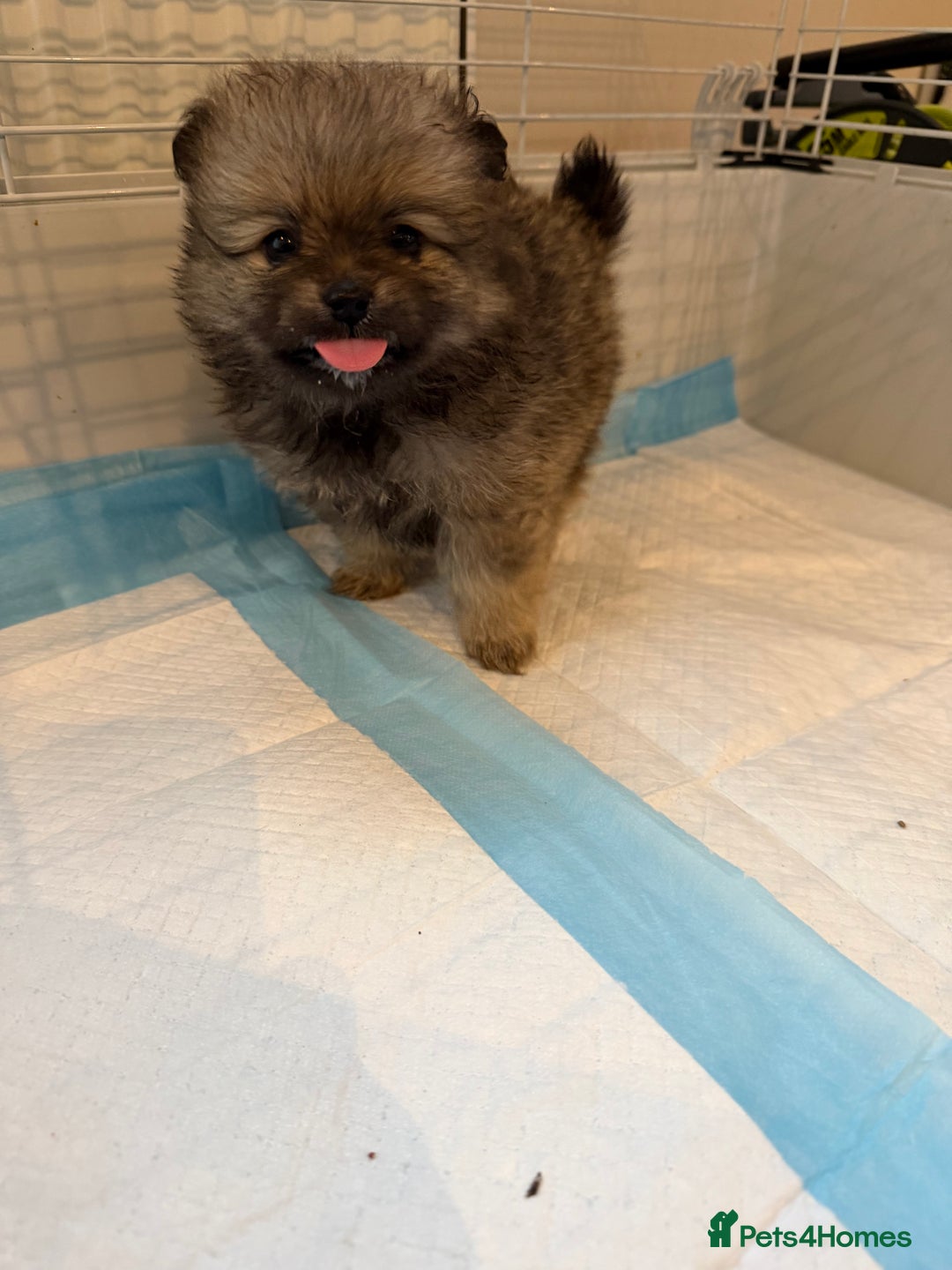 Pomeranian dogs for sale: Pomeranian puppy’s  - Advert 20