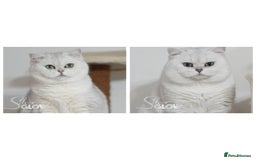 British Shorthair cats for sale: GCCF reg, BSH & BLH kittens in Coventry - Image 11