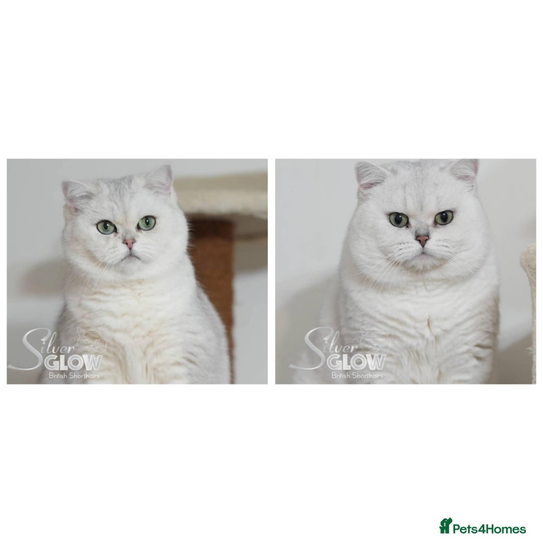 British Shorthair cats for sale: GCCF reg, BSH & BLH kittens in Coventry - Image 11