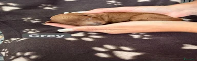 Cockapoo 1