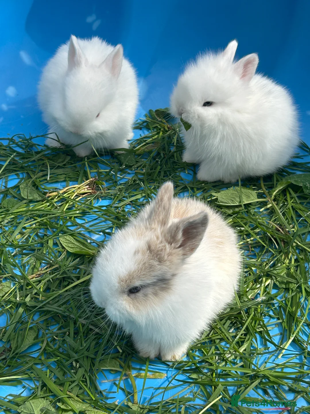 Mini Lop rabbits for sale: mini lop bunnies  in Birmingham - Advert 2