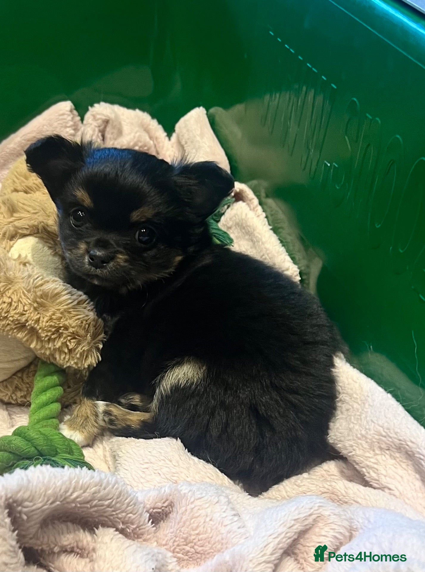 Chihuahua dogs Black and Tan pure pedigeee long coat boy  - Advert 2