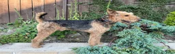 Airedale Terrier dogs for stud: Airedale Terrier Stud Dog – Health Tested - Advert 6