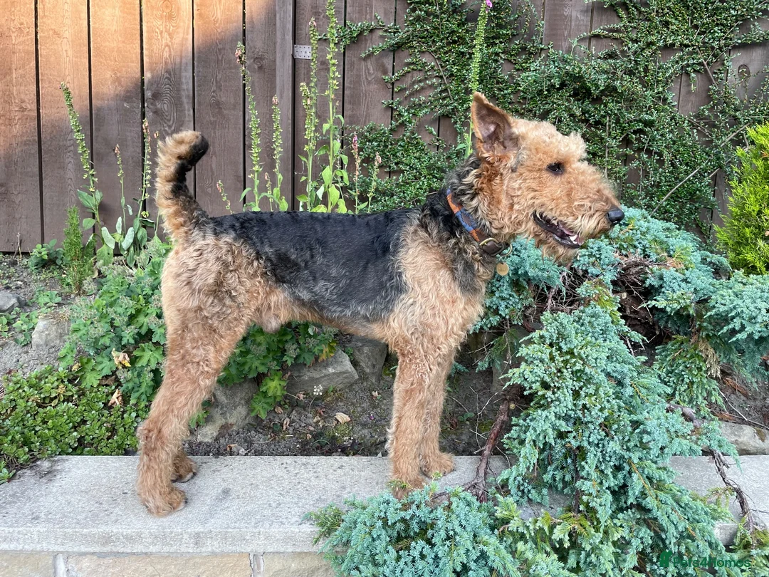 Airedale Terrier dogs for stud: Airedale Terrier Stud Dog – Health Tested - Advert 6