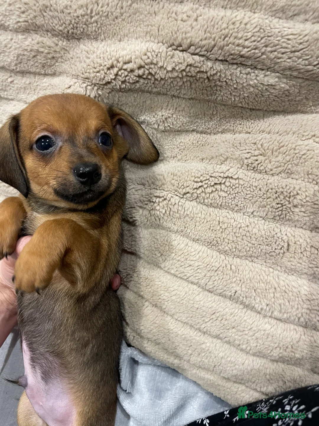 Chiweenie dogs for sale: Chiweenie puppies for sale - Advert 7