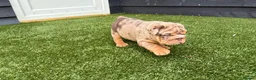English Bulldog dogs for sale: English Bulldog Puppies - Advert 27