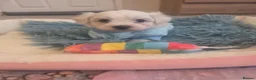 Bichon Frise dogs for sale: Cute puppies 🩷🩷💙💙 - Advert 26