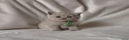 British Shorthair cats for sale: 9 Beautiful British Shorthairs - Advert 2