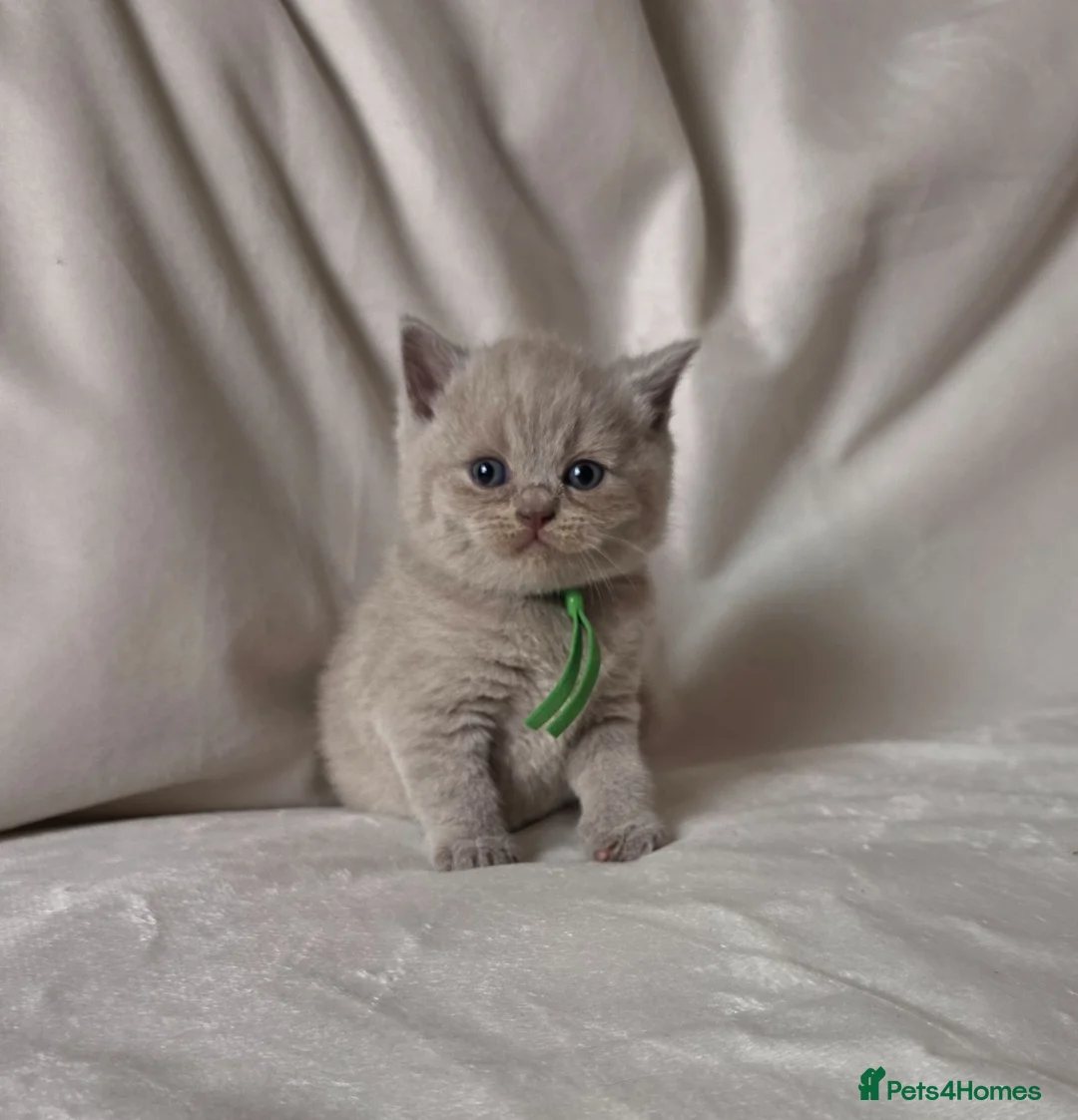 British Shorthair cats for sale: 9 Beautiful British Shorthairs - Advert 2