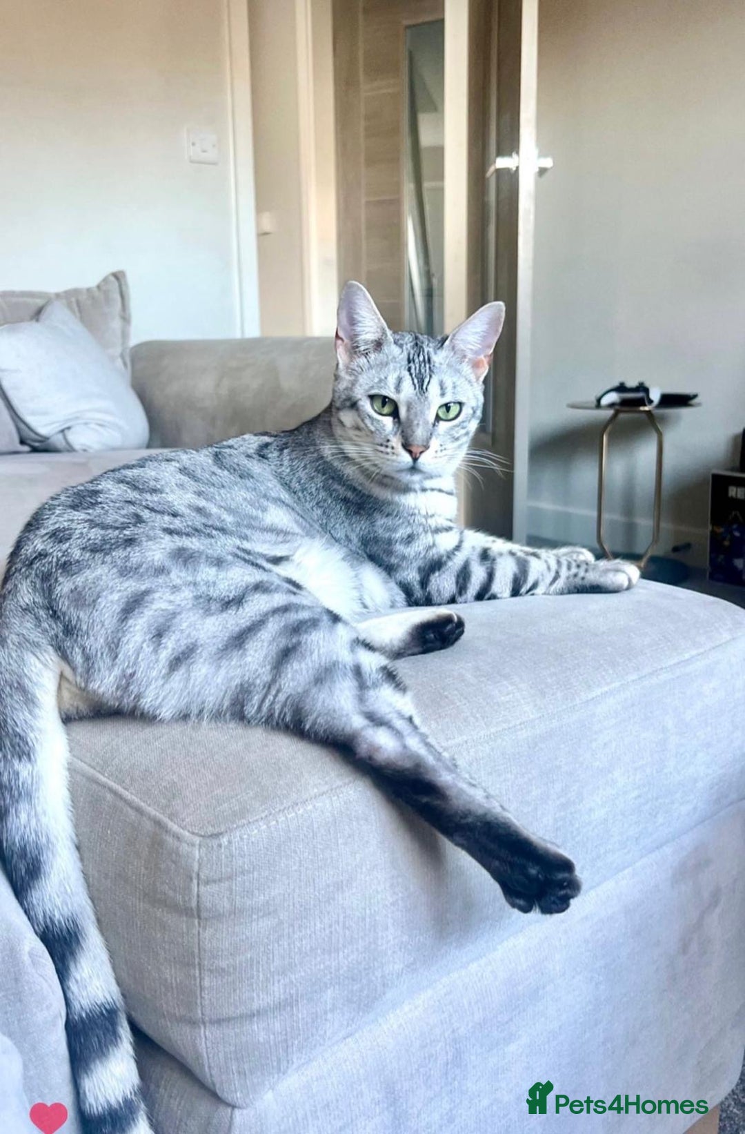 Bengal cats for sale: Rare Opportunity - Image 2