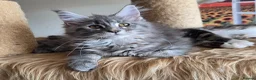 Maine Coon cats for sale: Stunning registered Maine Coon kittens - Advert 22