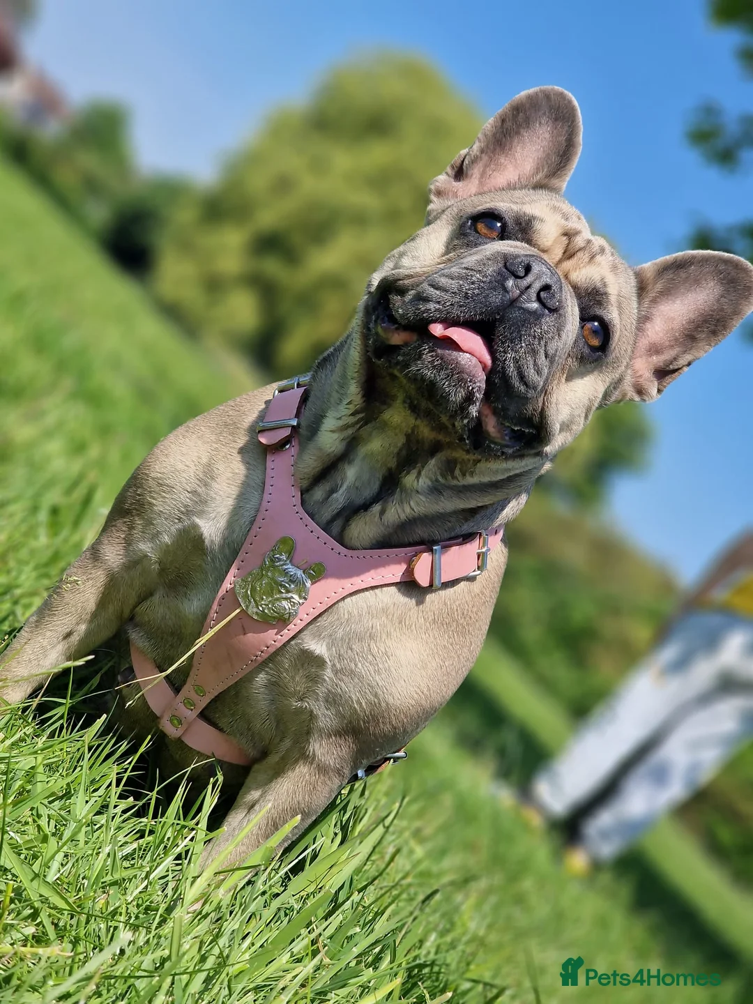 French Bulldog dogs for sale: AMAZING FRENCH BULDOG - Advert 2