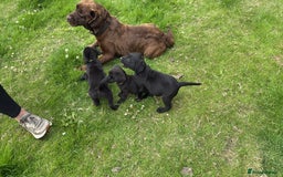 Labrador Retriever dogs for sale: Gorgeous black lab pups - Image 9