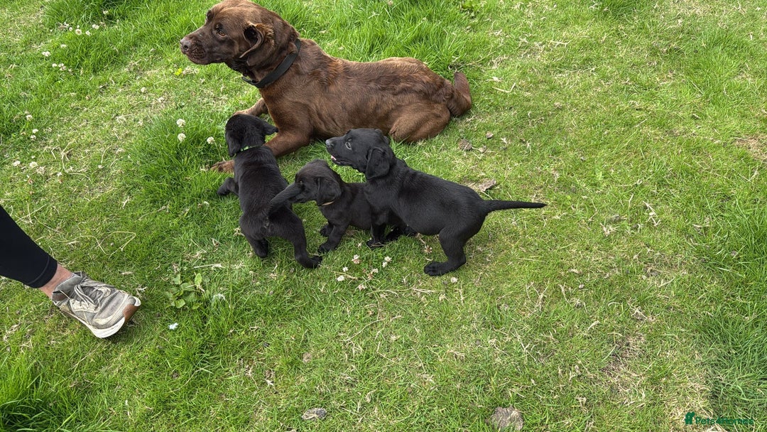 Labrador Retriever dogs for sale: Gorgeous black lab pups - Image 9