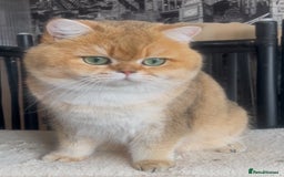 British Shorthair cats for stud: Beautiful BSH Golden Boy Stud Only - Image 6