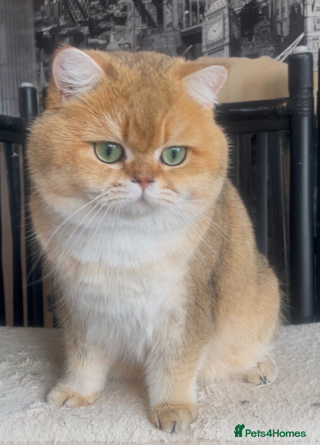 British Shorthair cats for stud: Beautiful BSH Golden Boy Stud Only - Image 6