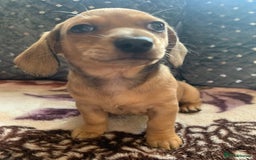 Chiweenie dogs for sale: READY NOW ! 3 cheweenies available  - Image 18