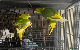 Parakeets birds for sale: Green pied pair kakarikis - Image 3