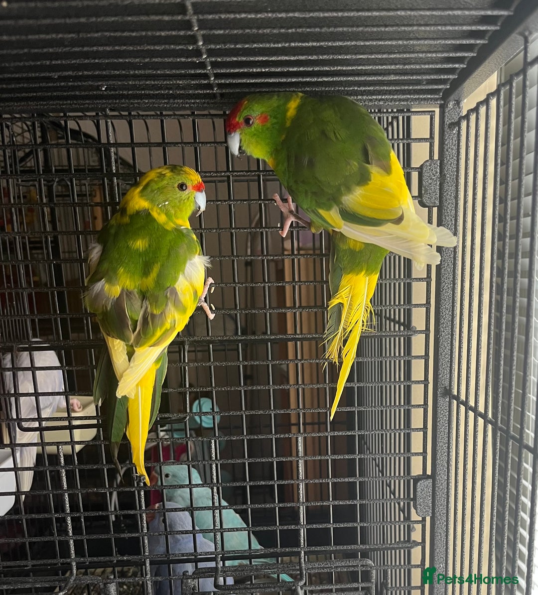 Parakeets birds for sale: Green pied pair kakarikis - Image 3