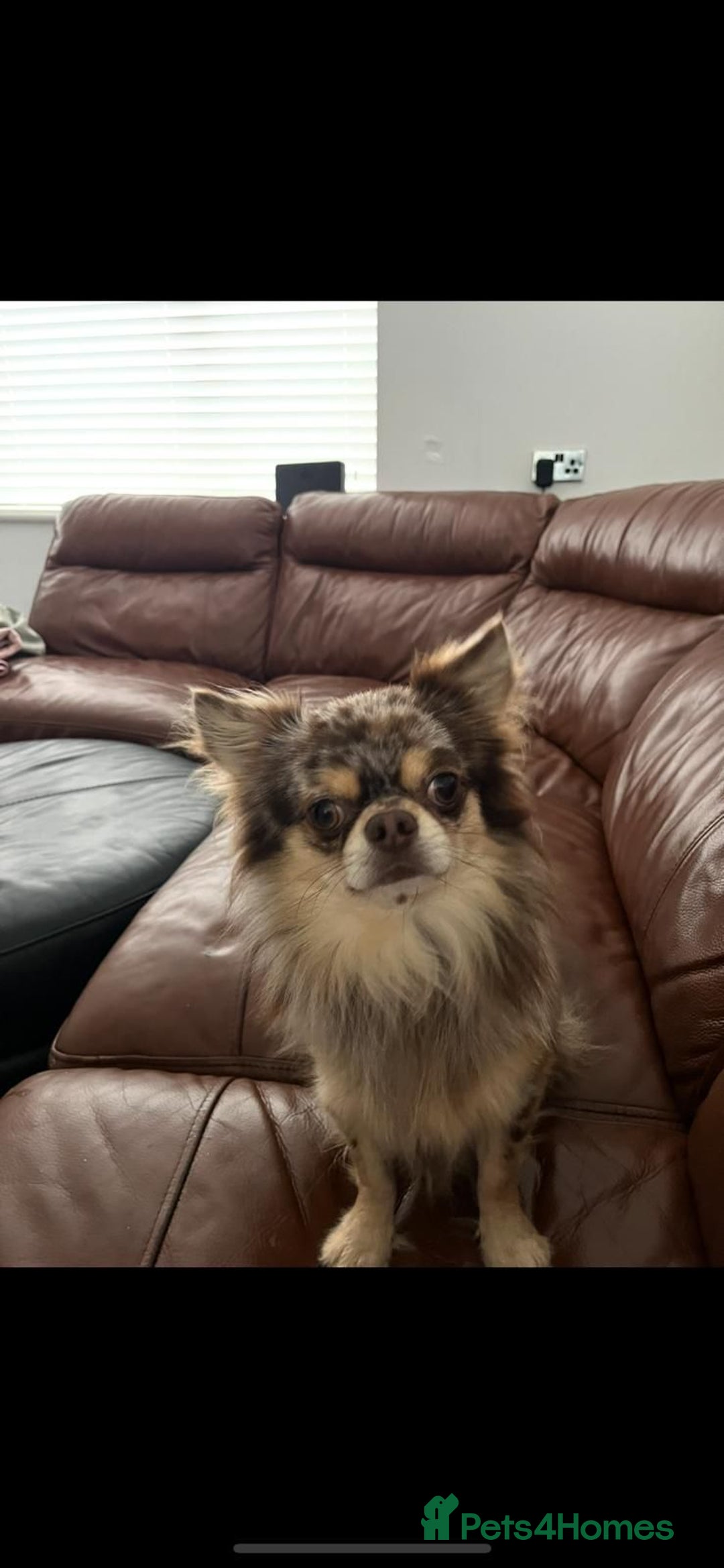 Chihuahua dogs for stud: MARLEY has arrived for stud🏆 k.c merle boy - Image 22