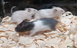 Hamster rodents for sale: Baby Syrian Hamsters  - Image 5