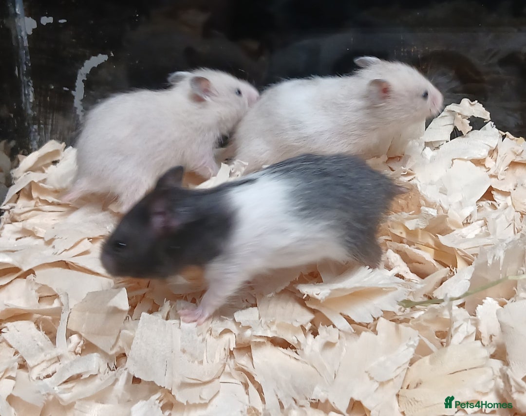 Hamster rodents for sale: Baby Syrian Hamsters  - Image 5