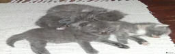 British Shorthair cats for sale: Gorgeous Fluffy Grey British Shorthaired/Long Blue - Advert 26