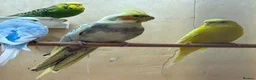 Mixed Breed birds for sale: Cockatiels, kakarikis & budgies  - Advert 13