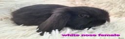 Mini Lop rabbits for sale: Baby Mini Lop Rabbits for sale - Advert 12