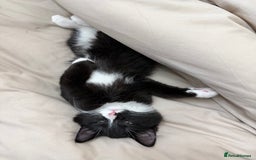 Mixed Breed cats for sale: Our Beautiful Dice - Image 7