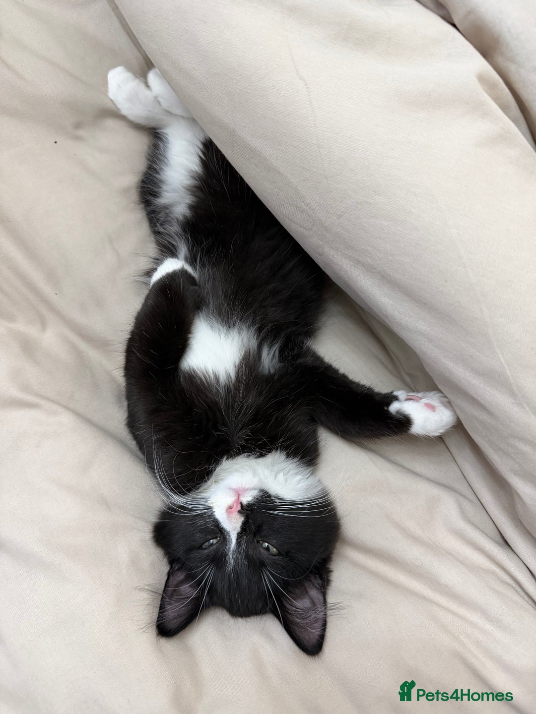 Mixed Breed cats for sale: Our Beautiful Dice - Image 7