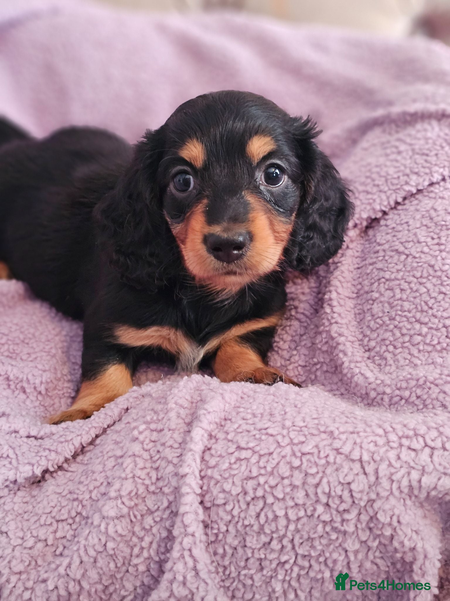 Miniature Dachshund dogs Last beautiful long haired fur baby - Advert 12