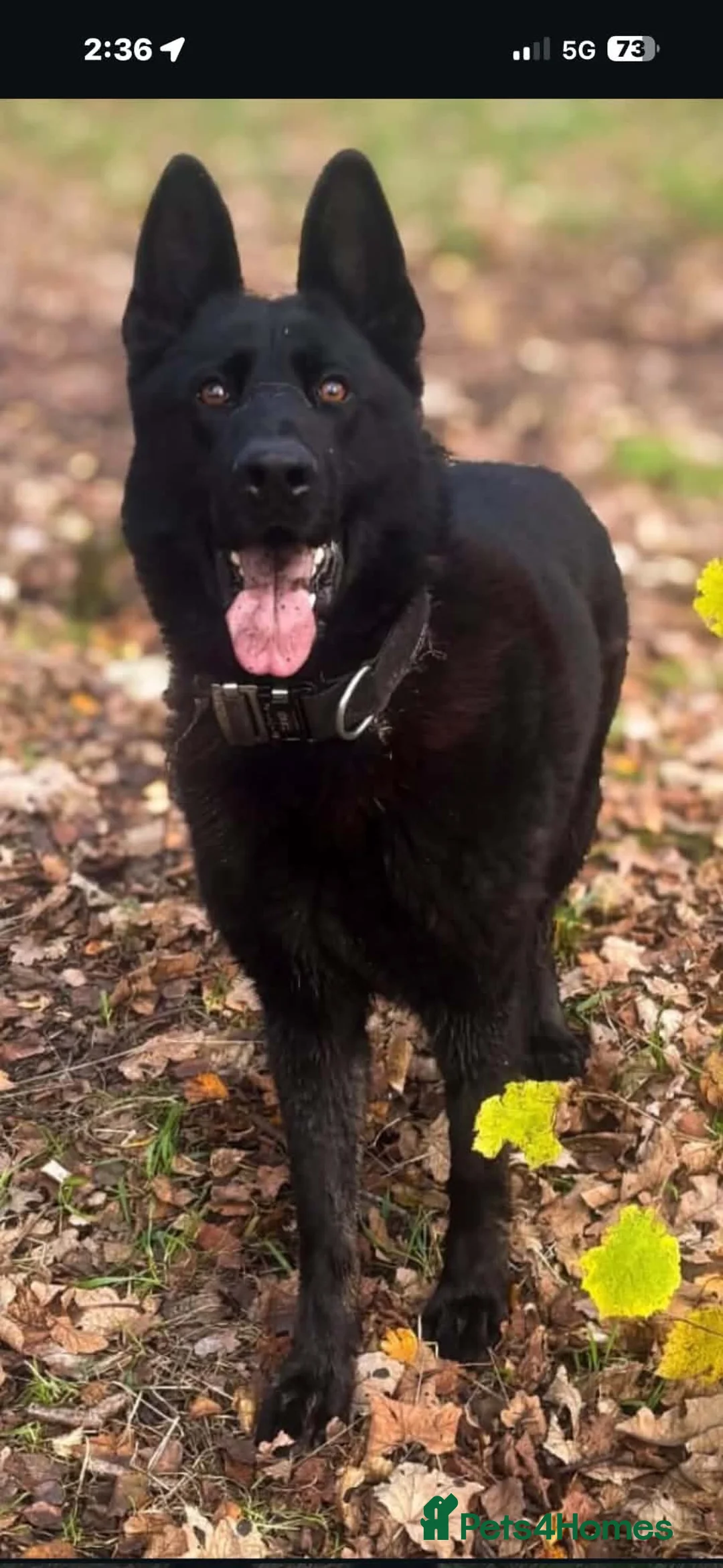 German Shepherd dogs for sale:  German Shepard puppies - Advert 19