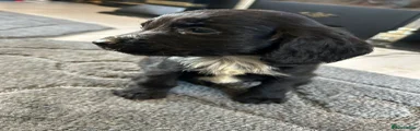 Cocker Spaniel Puppy 2