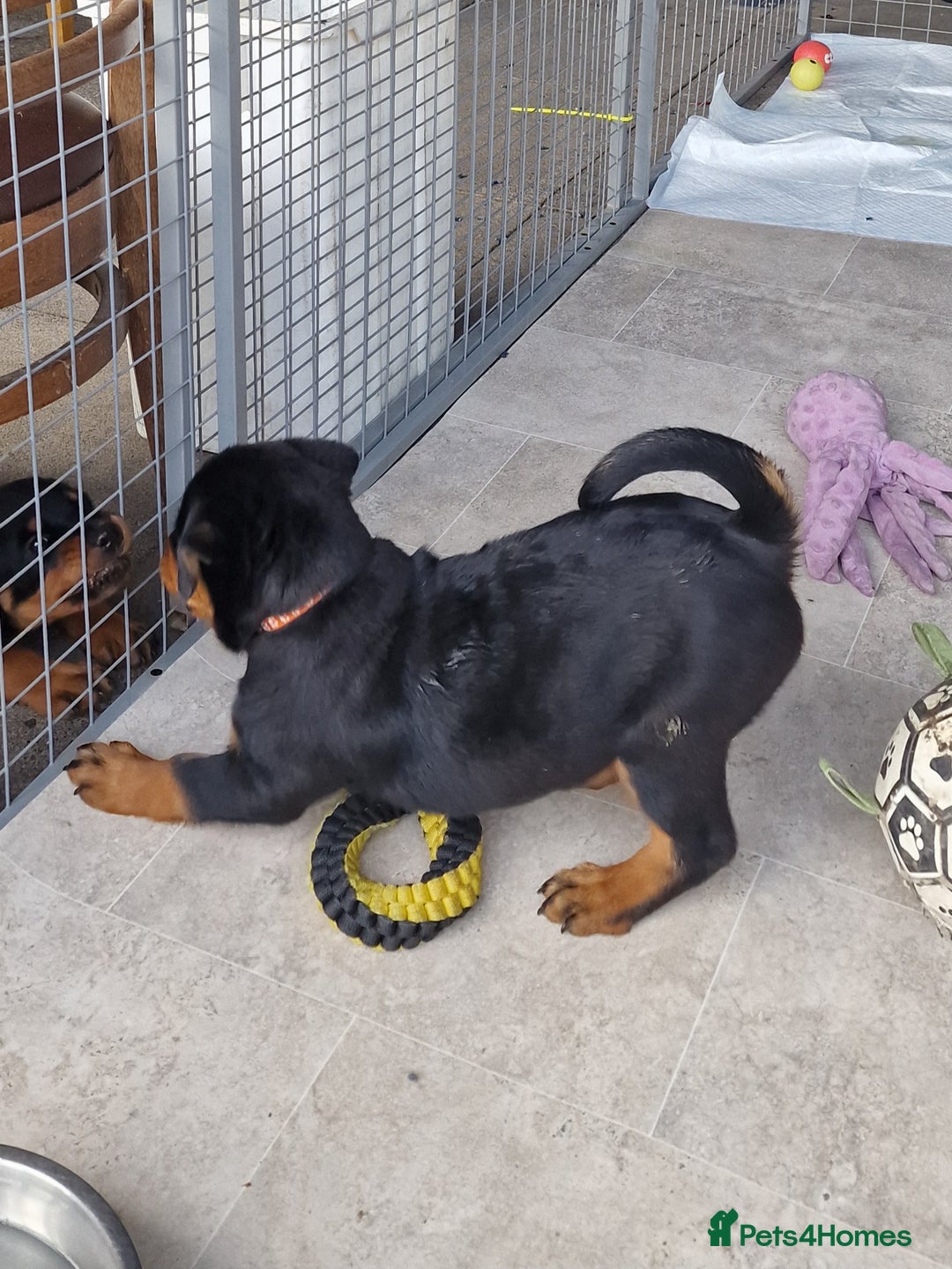 Rottweiler dogs for sale: 3 Handsome boys - Image 4