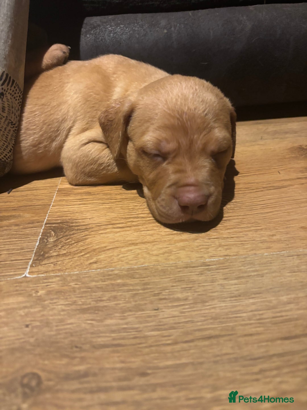 Mixed Breed dogs for sale: mastiffxrottweiler available now last 3 girls left - Advert 10