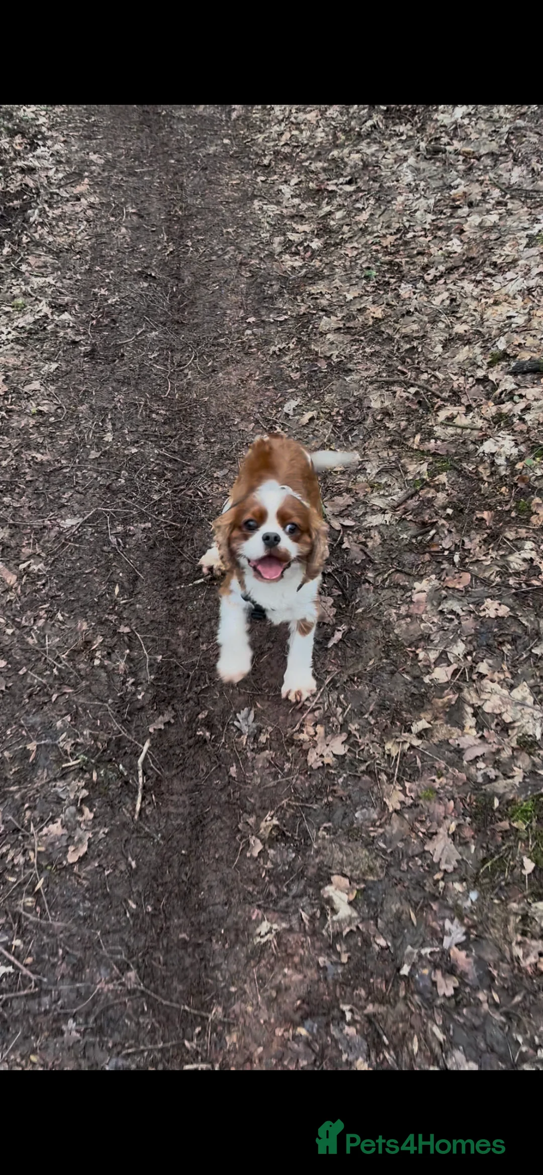 Cavalier King Charles Spaniel dogs for stud: Merlesque 5⭐️ cavalier stud DNA/Heart/Eye tests in Birmingham - Advert 23