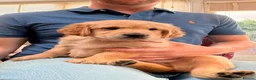 Golden Retriever dogs for sale: Golden Retriever puppies - Advert 9