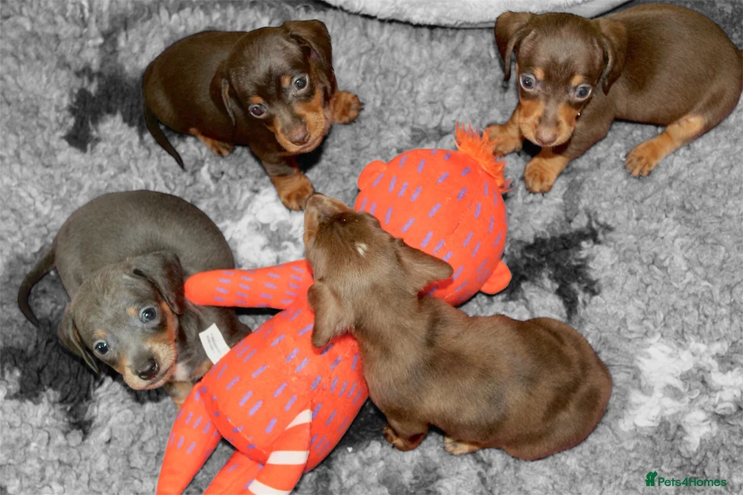 Miniature Dachshund dogs for sale: 🩷✨Available mini PRA clear pups !✨🩷 - Advert 8