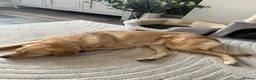 Mixed Breed dogs for adoption: Sandy - Now ready for her forever home  in Truro - Advert 5