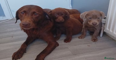 Labrador Retriever dogs - Advert 6