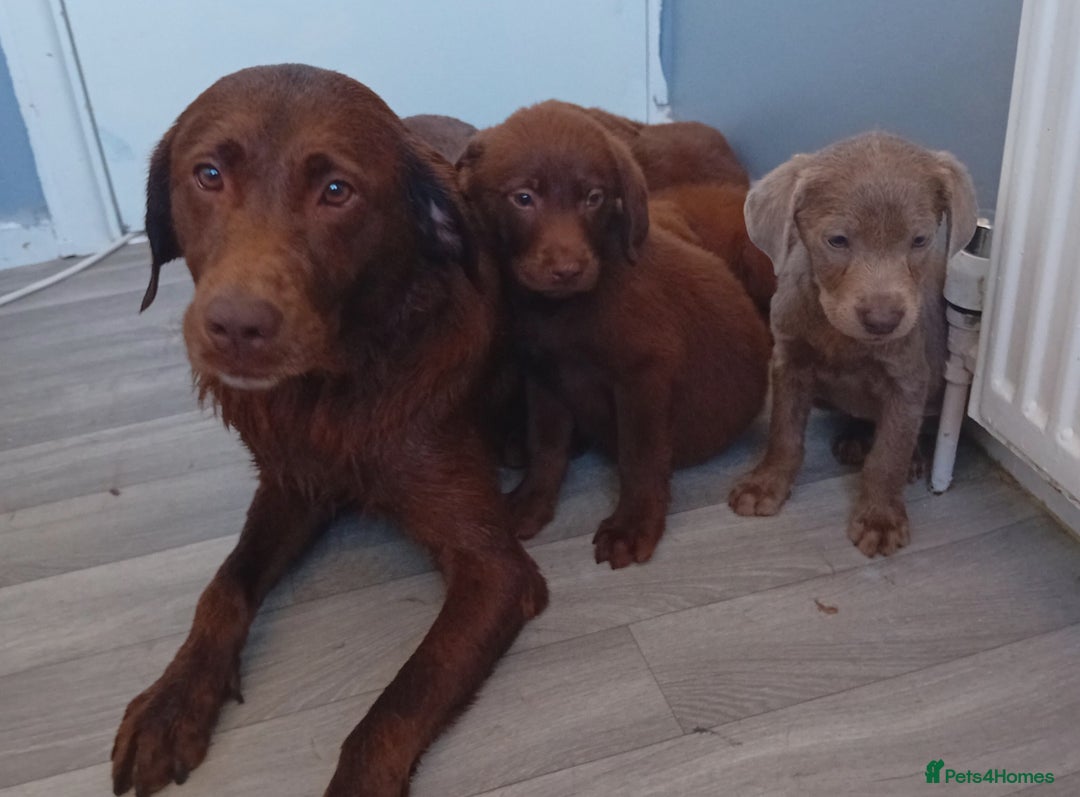Labrador Retriever dogs for sale: Labrador puppies - Image 2