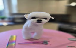 Maltese dogs for stud: 2kg Korean Maltese Stud dog  in St. Neots - Image 3