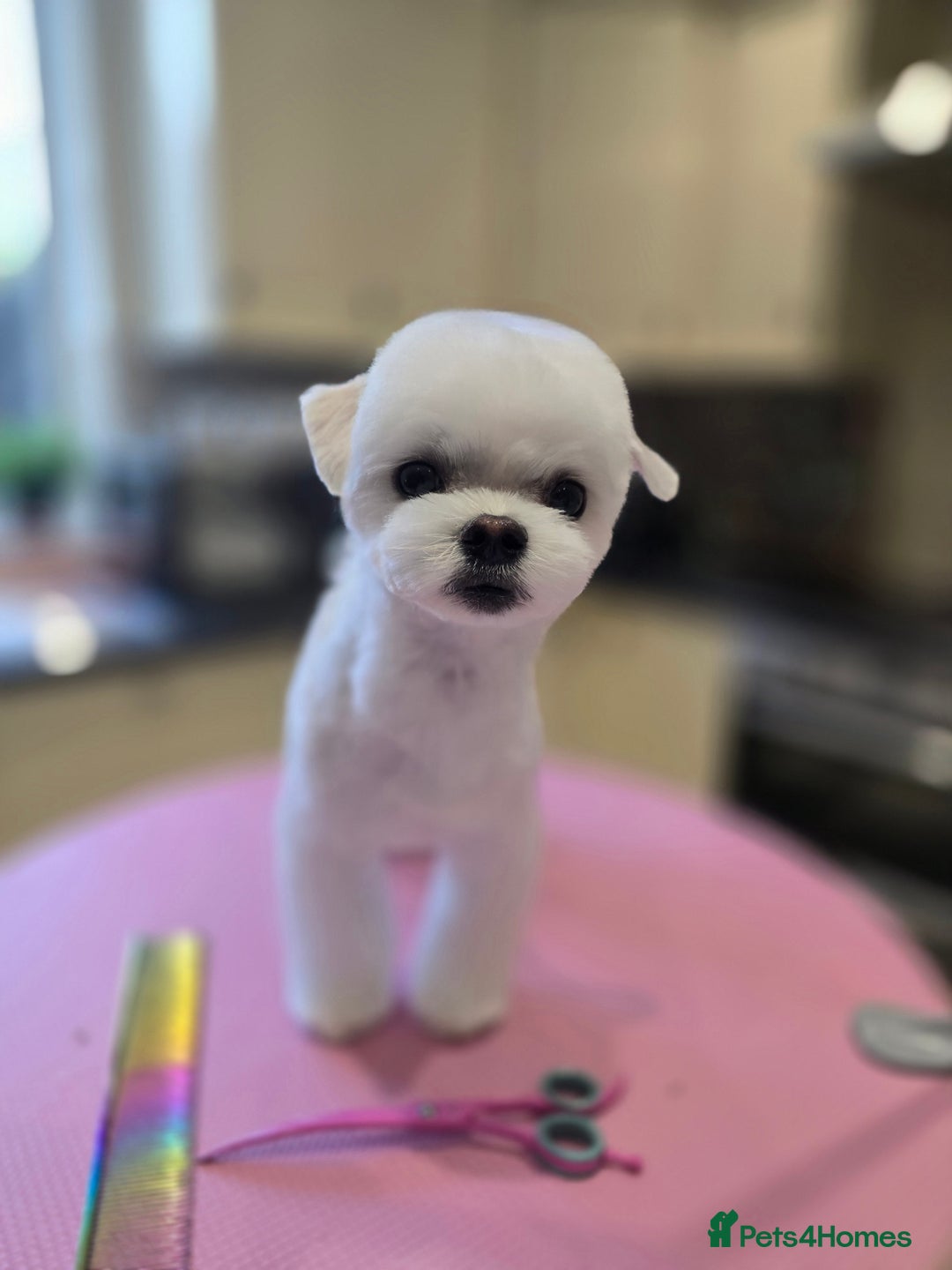 Maltese dogs for stud: 2kg Korean Maltese Stud dog  in St. Neots - Image 3